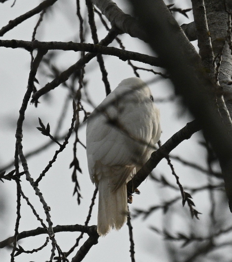 Gray Goshawk - ML619793060