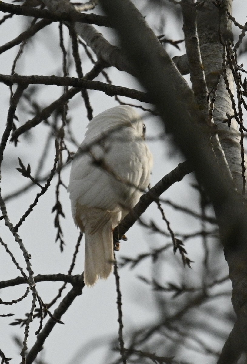 Gray Goshawk - ML619793065