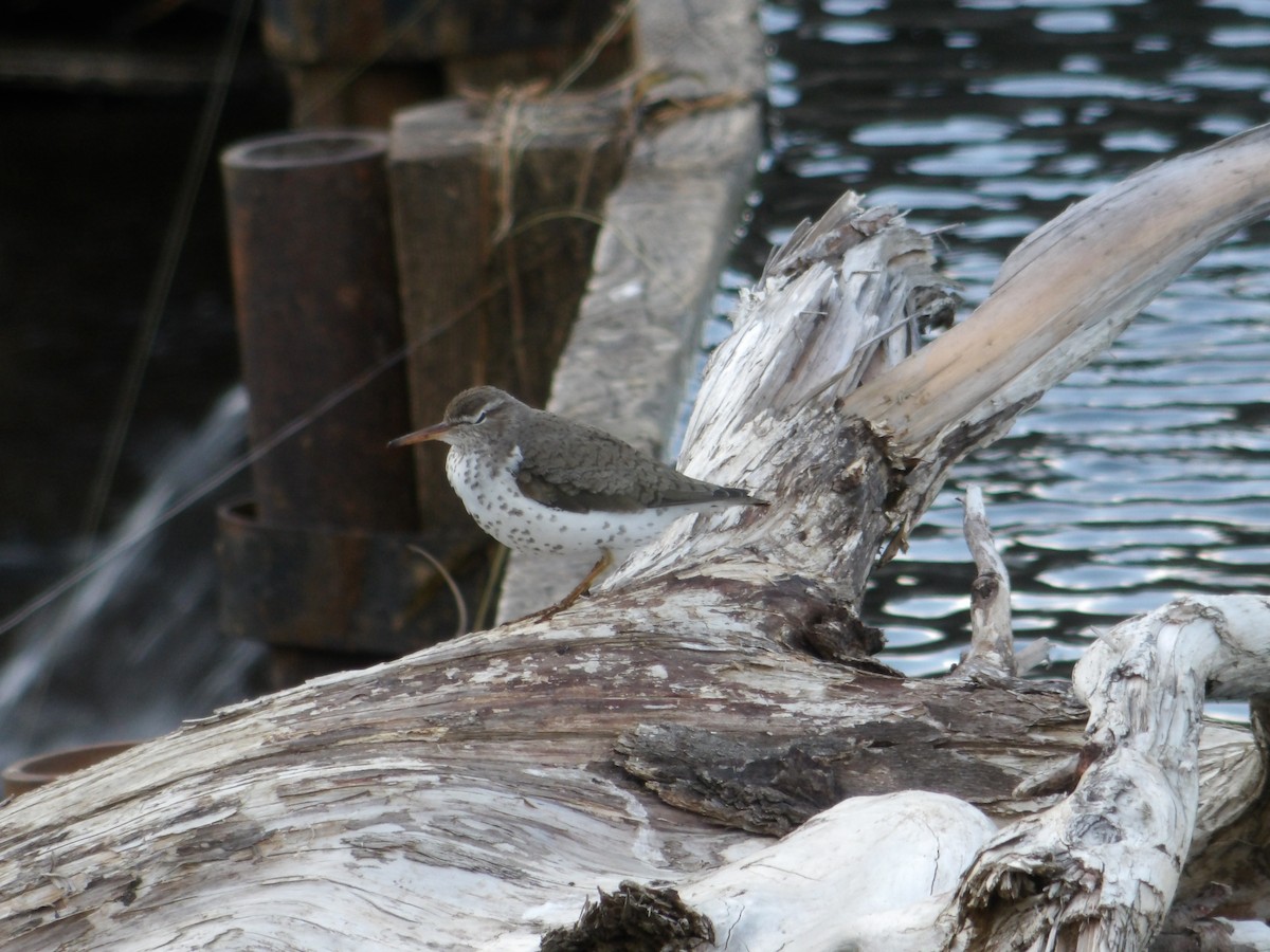 Spotted Sandpiper - ML619793098