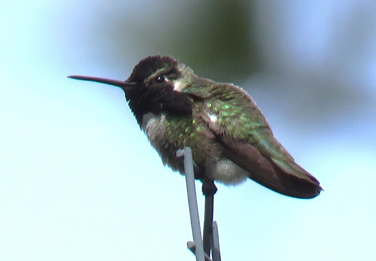 Costa's Hummingbird - ML619793125