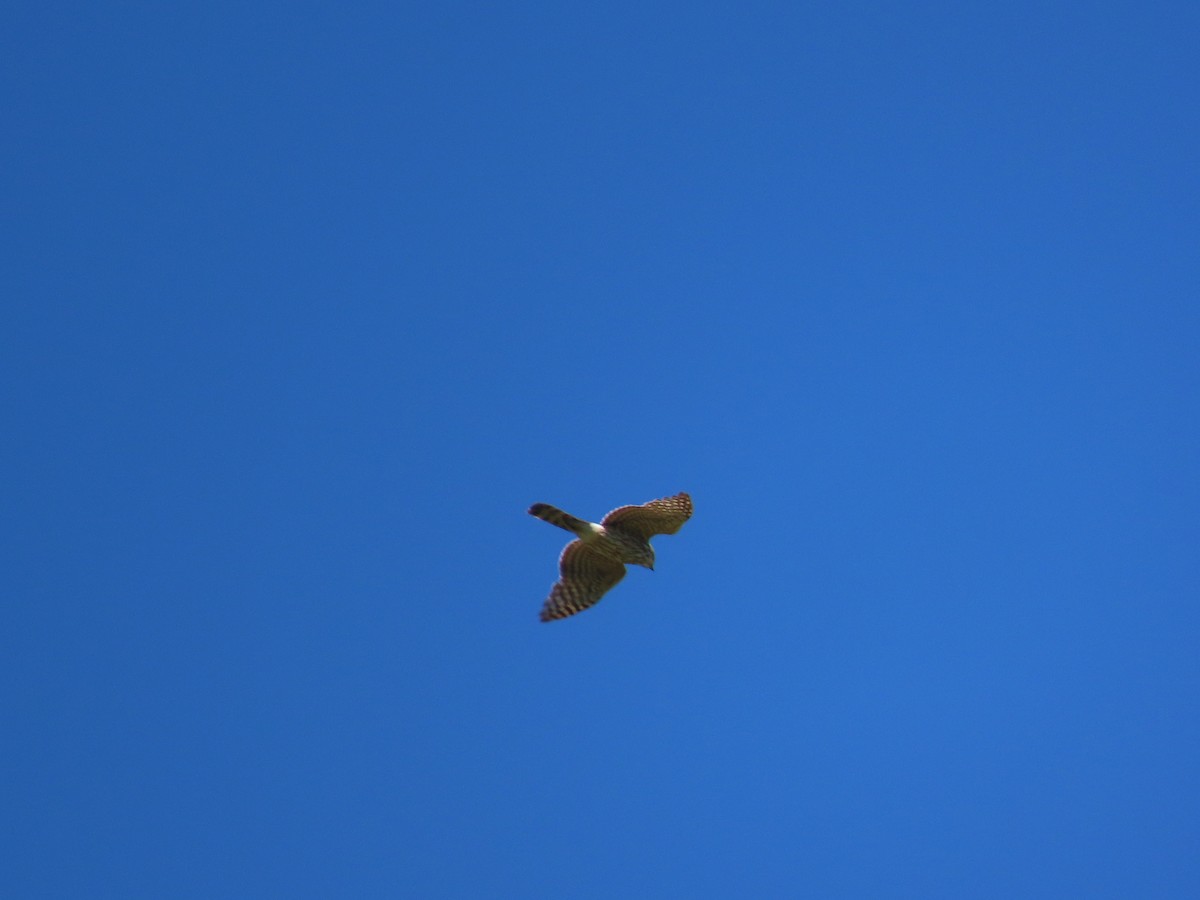 Sharp-shinned Hawk - ML619793139