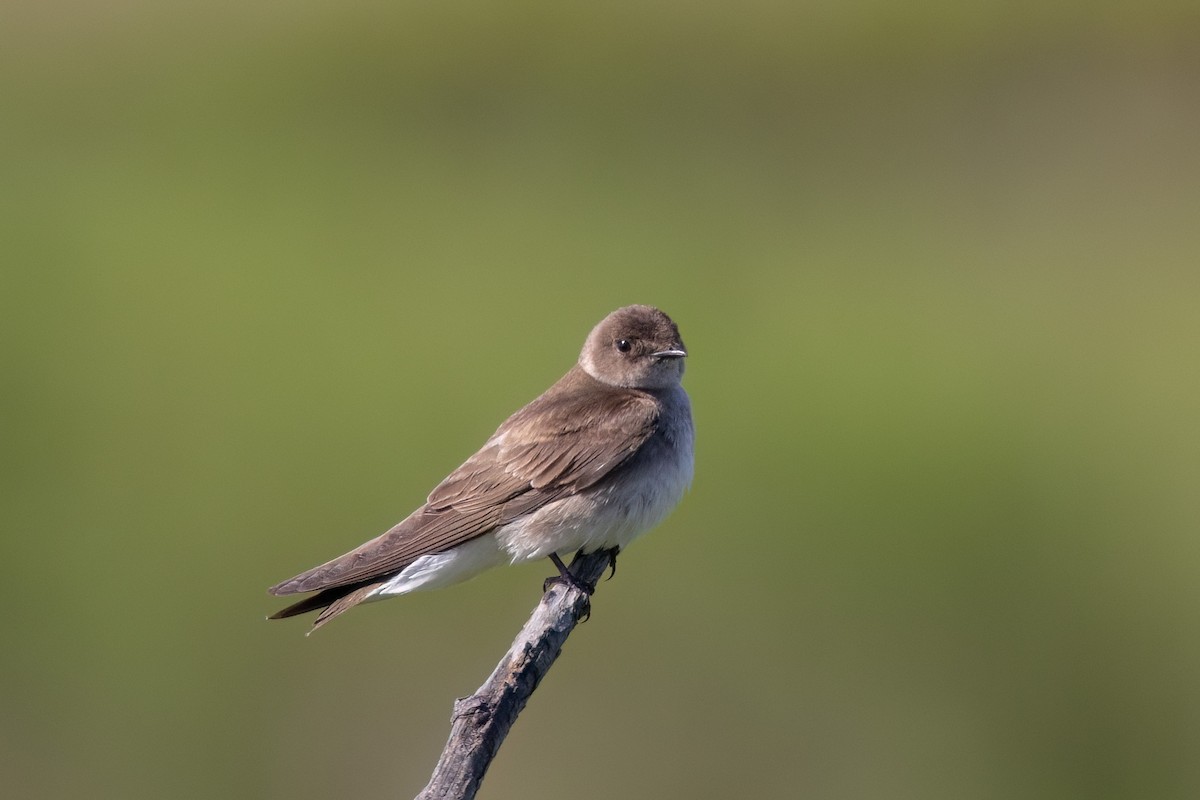 Northern Rough-winged Swallow - ML619793145
