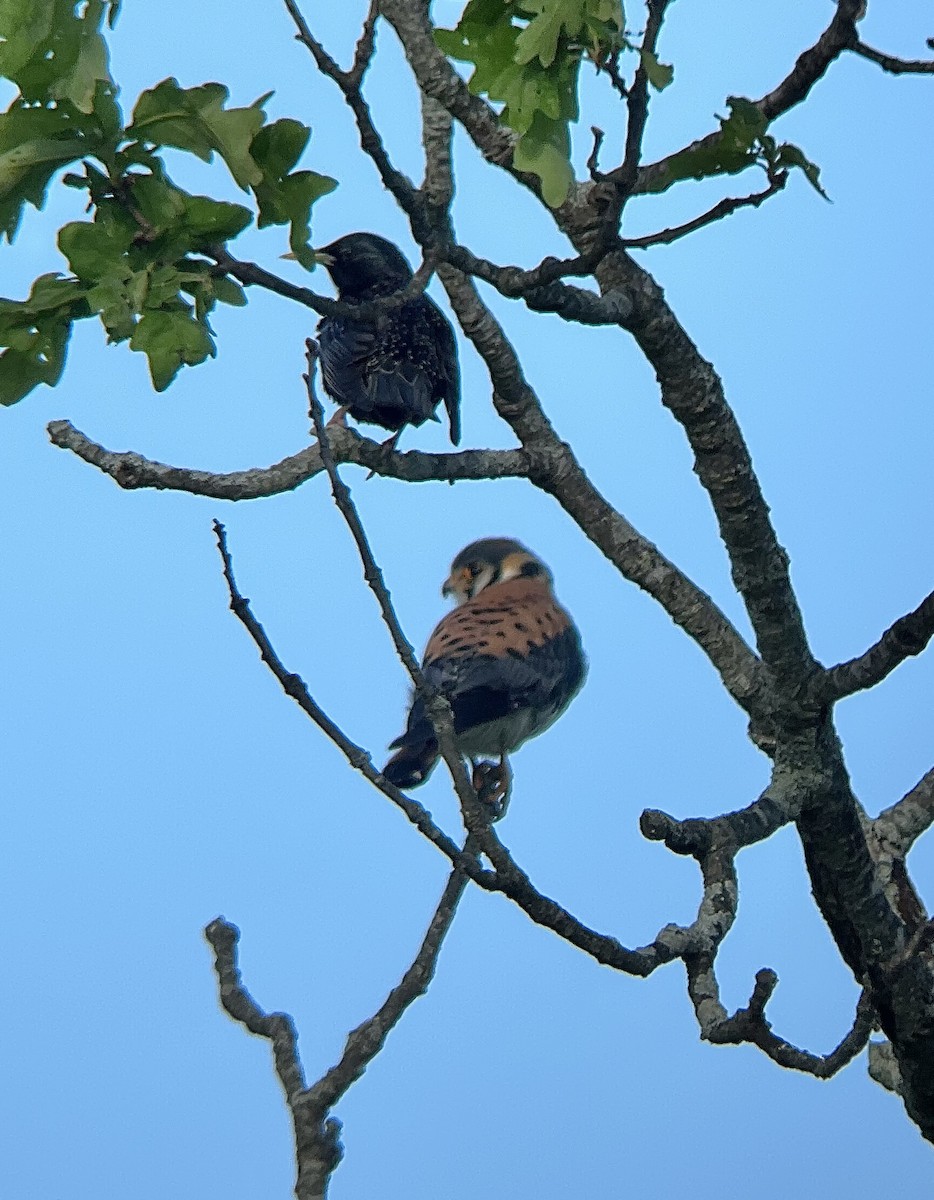 American Kestrel - ML619793146