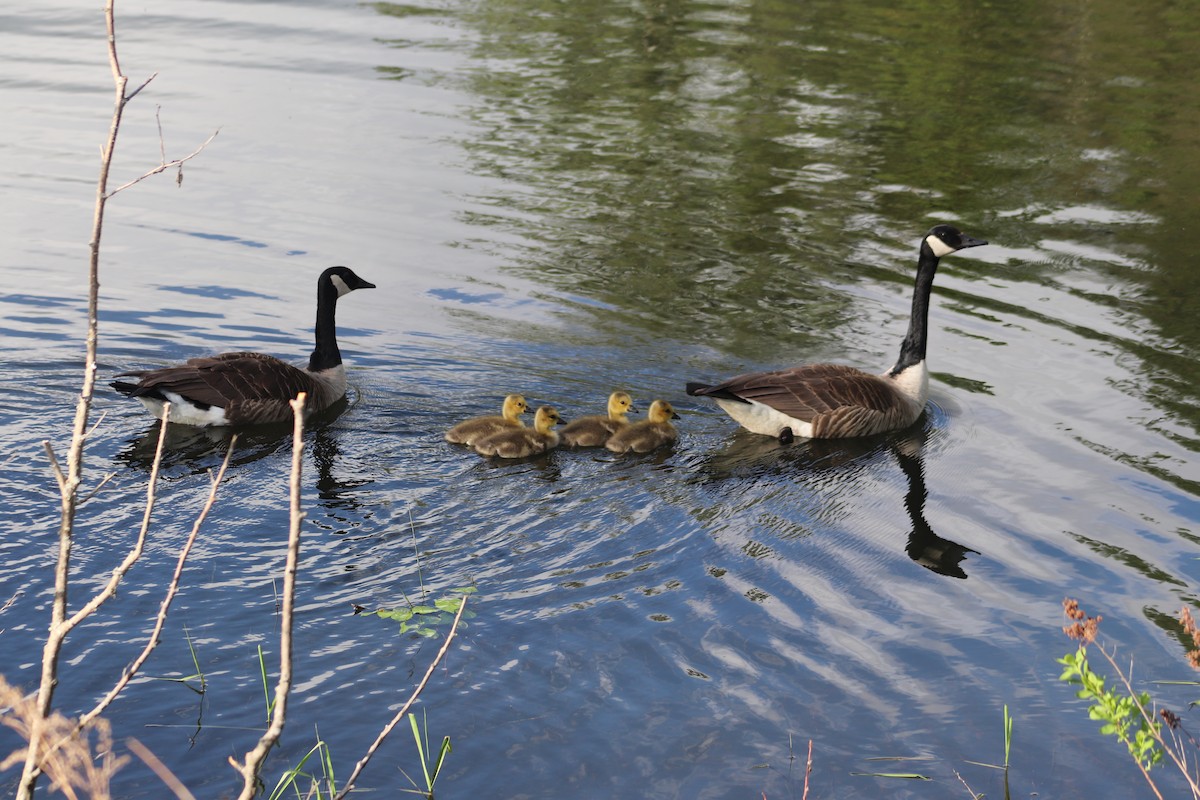 Canada Goose - ML619793154