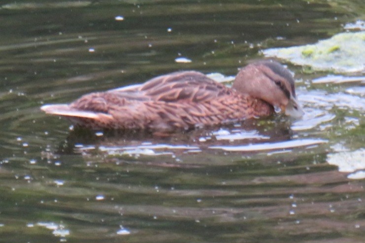 Gadwall - ML619793161