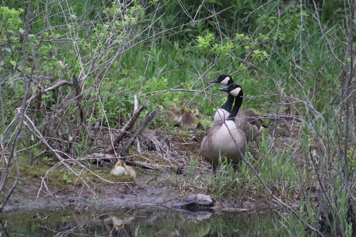 Canada Goose - ML619793186