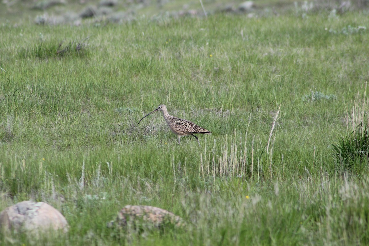 Long-billed Curlew - ML619793187