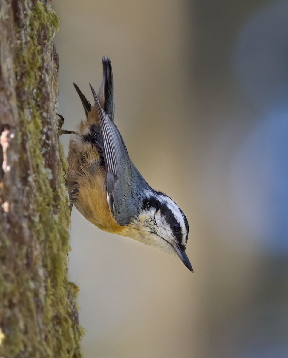 Red-breasted Nuthatch - ML619793200