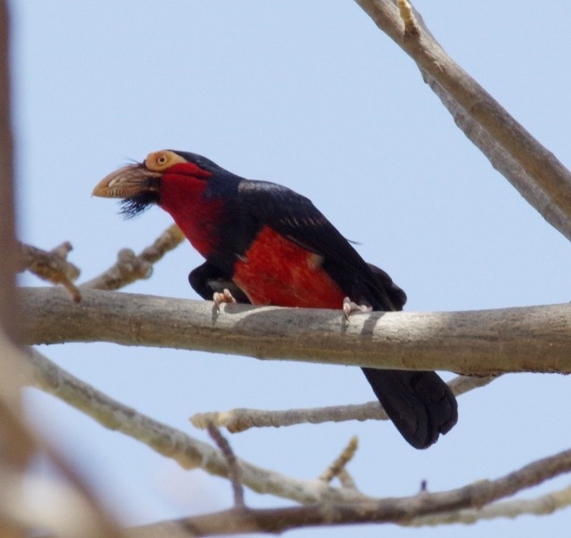 Bearded Barbet - ML619793209