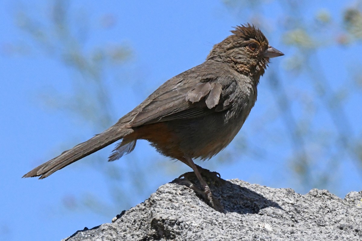 California Towhee - ML619793229