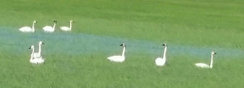 Tundra Swan - Audrey McIlraith