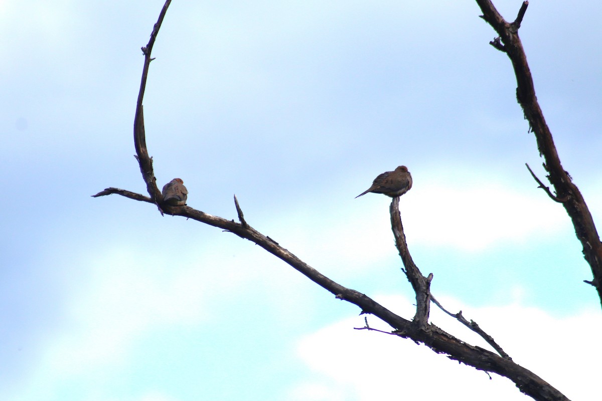 Mourning Dove - ML619793236