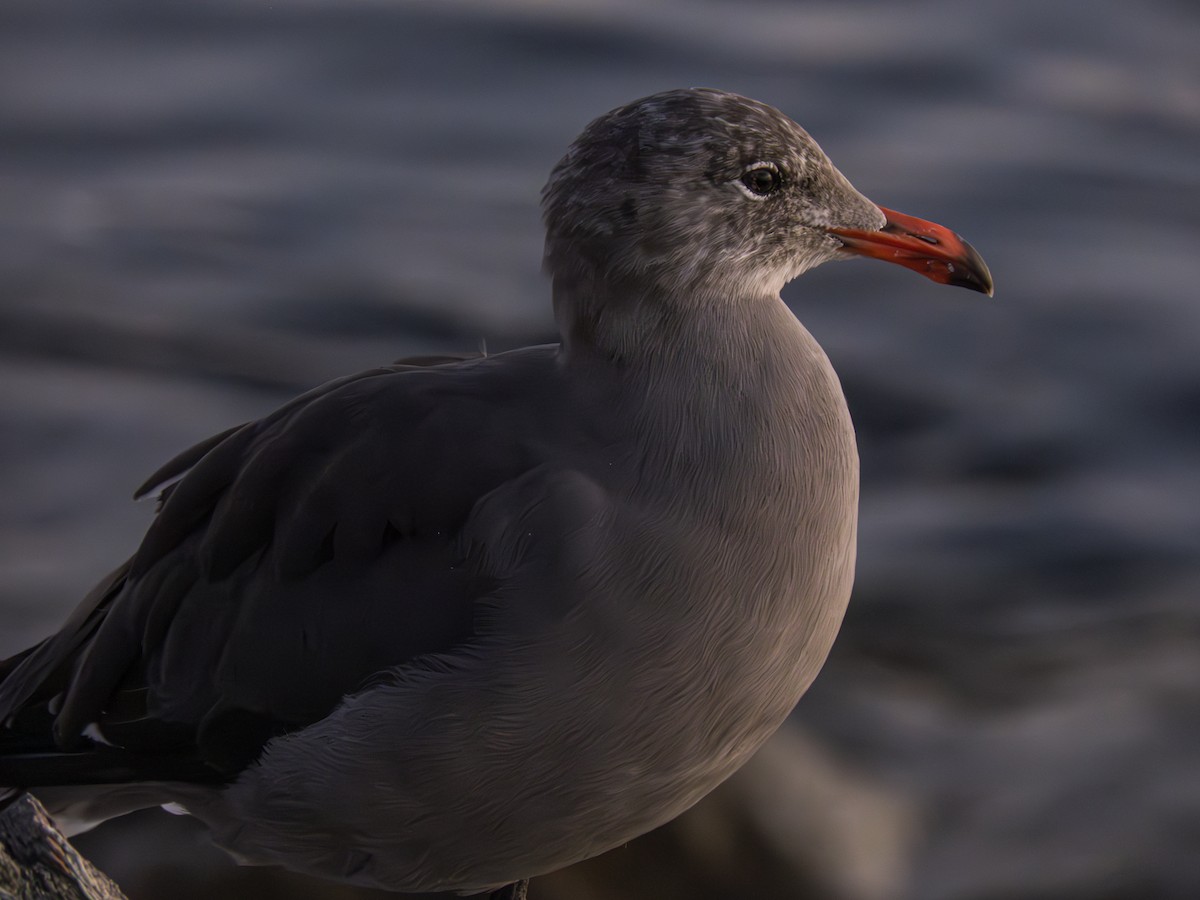 Gaviota Mexicana - ML619793241