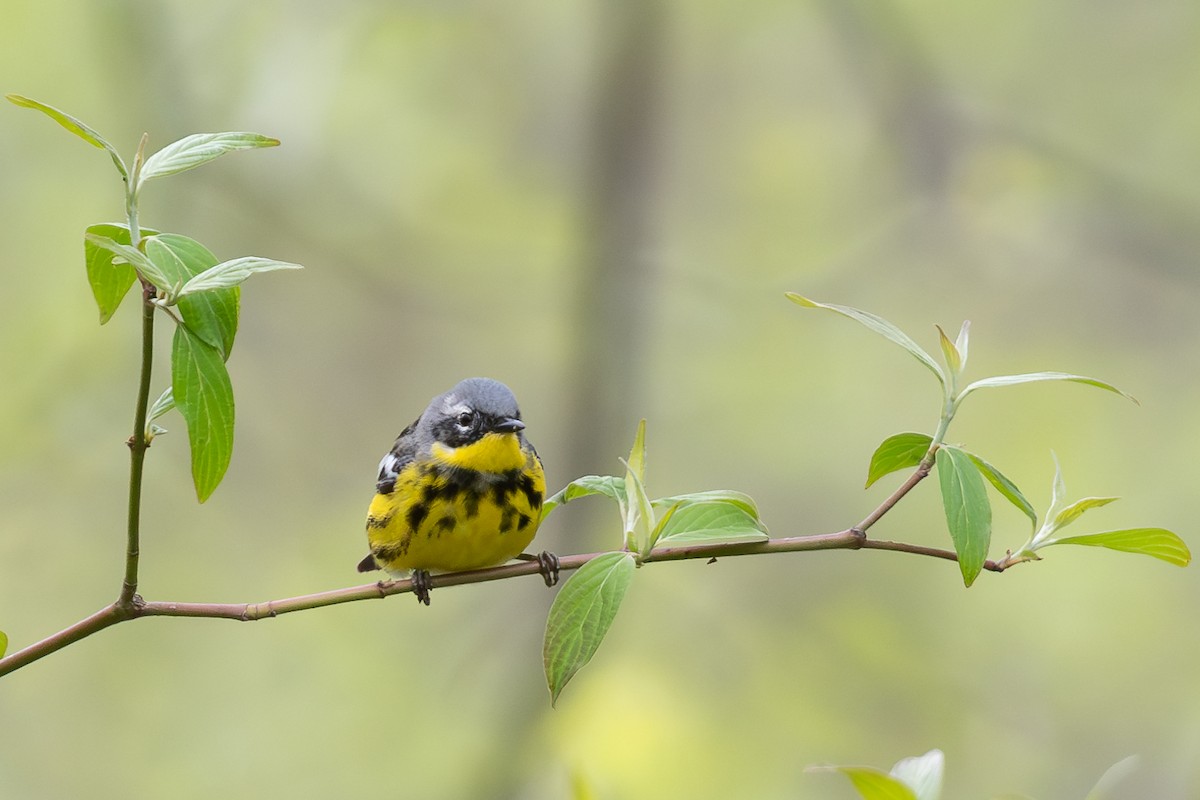 Magnolia Warbler - ML619793249