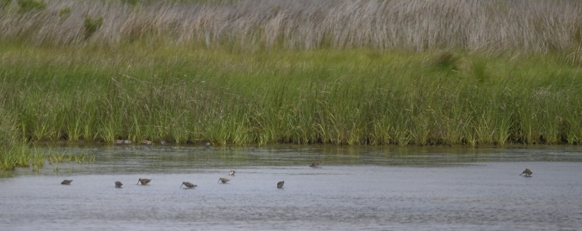 Short-billed/Long-billed Dowitcher - ML619793261