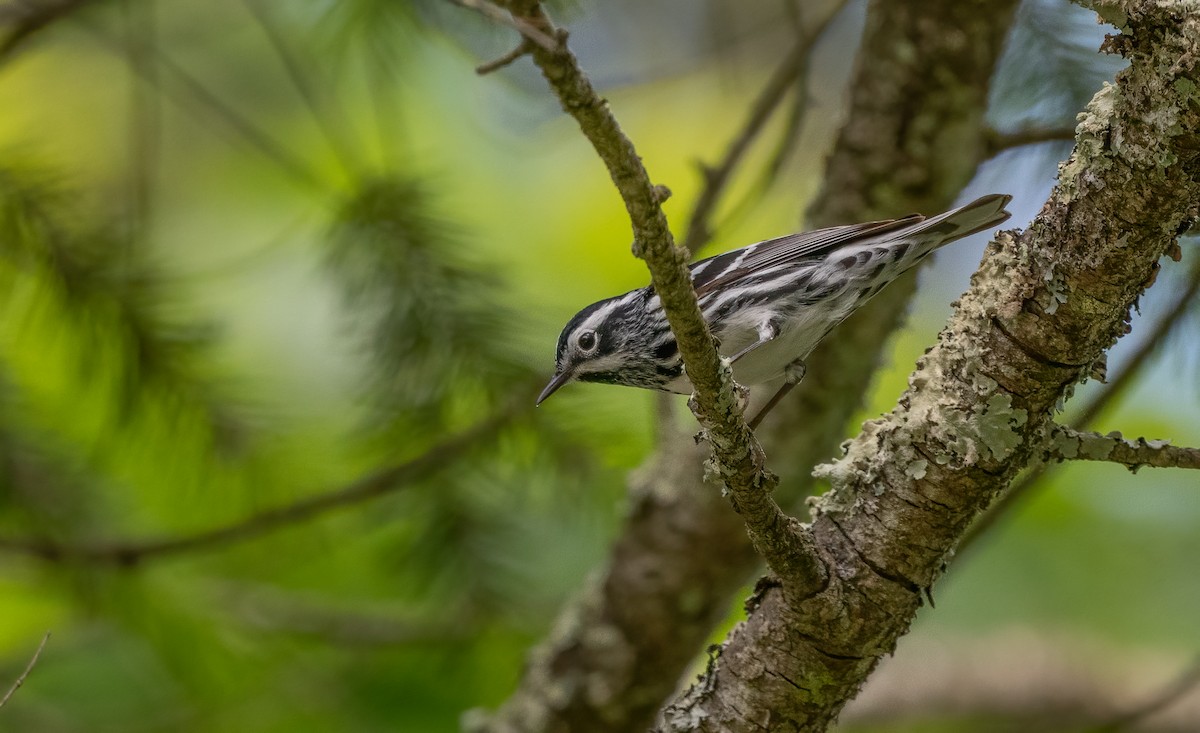 Black-and-white Warbler - ML619793264