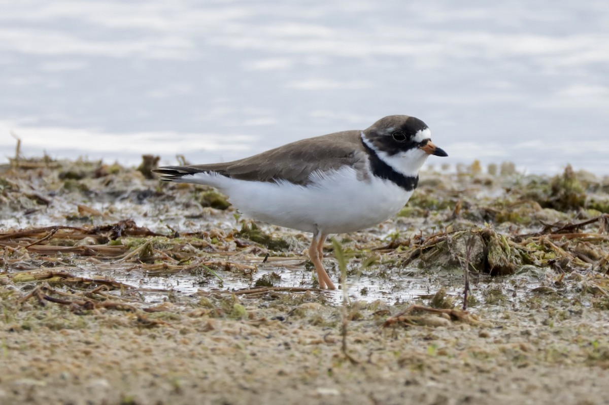 Semipalmated Plover - ML619793266