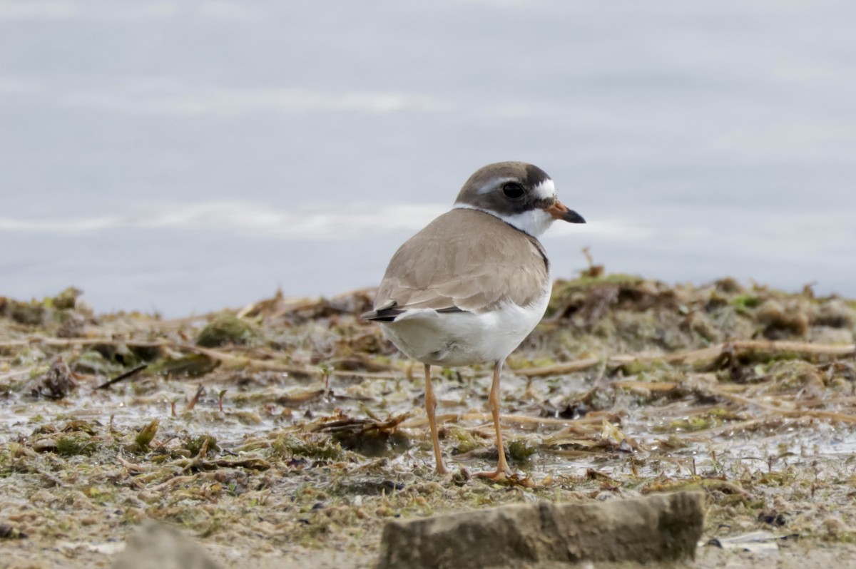 Semipalmated Plover - ML619793267