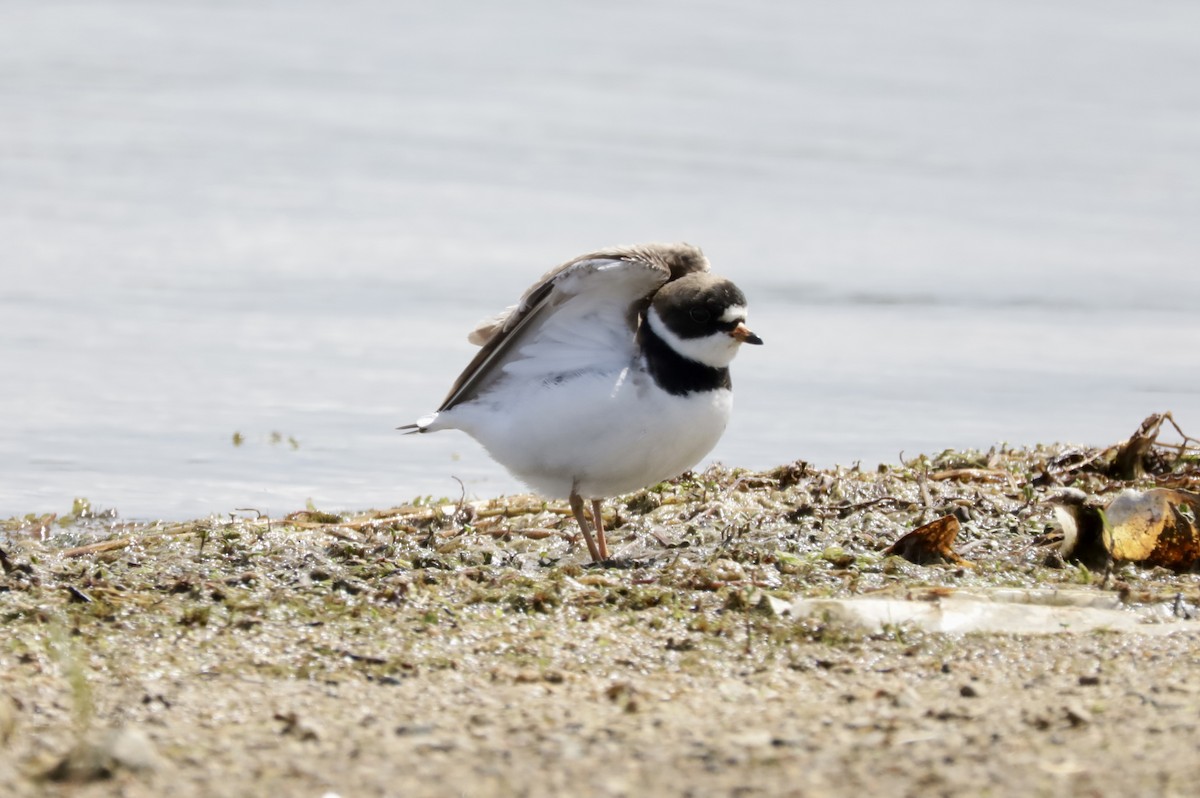 Semipalmated Plover - ML619793268