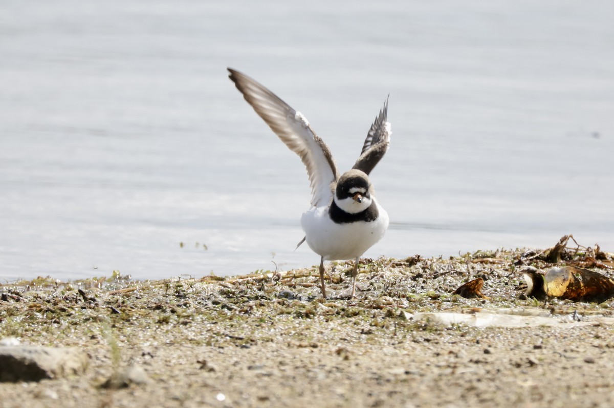 Semipalmated Plover - ML619793269