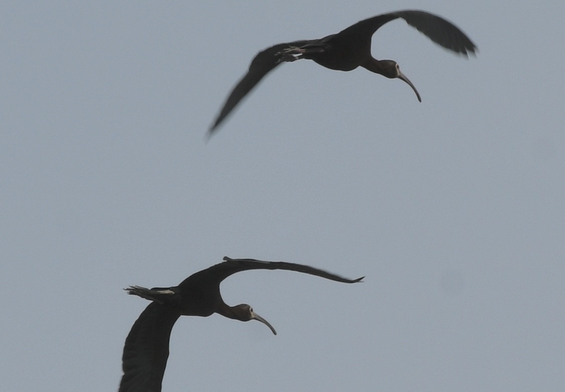 ibis americký - ML619793270