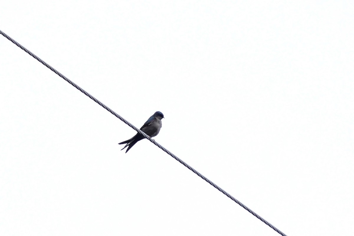 Brown-bellied Swallow - ML619793276