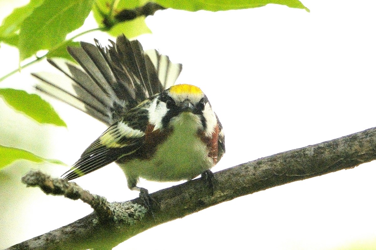 Gelbscheitel-Waldsänger - ML619793290