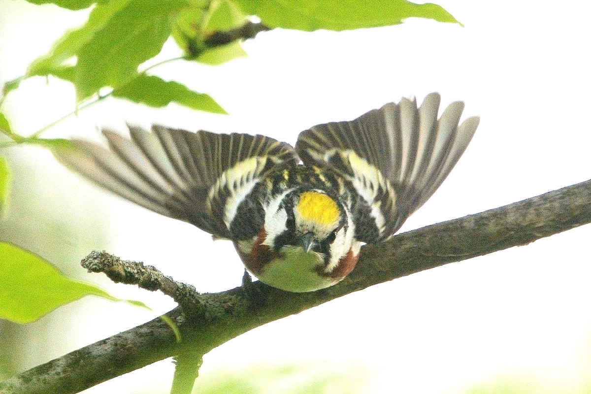 Chestnut-sided Warbler - ML619793293