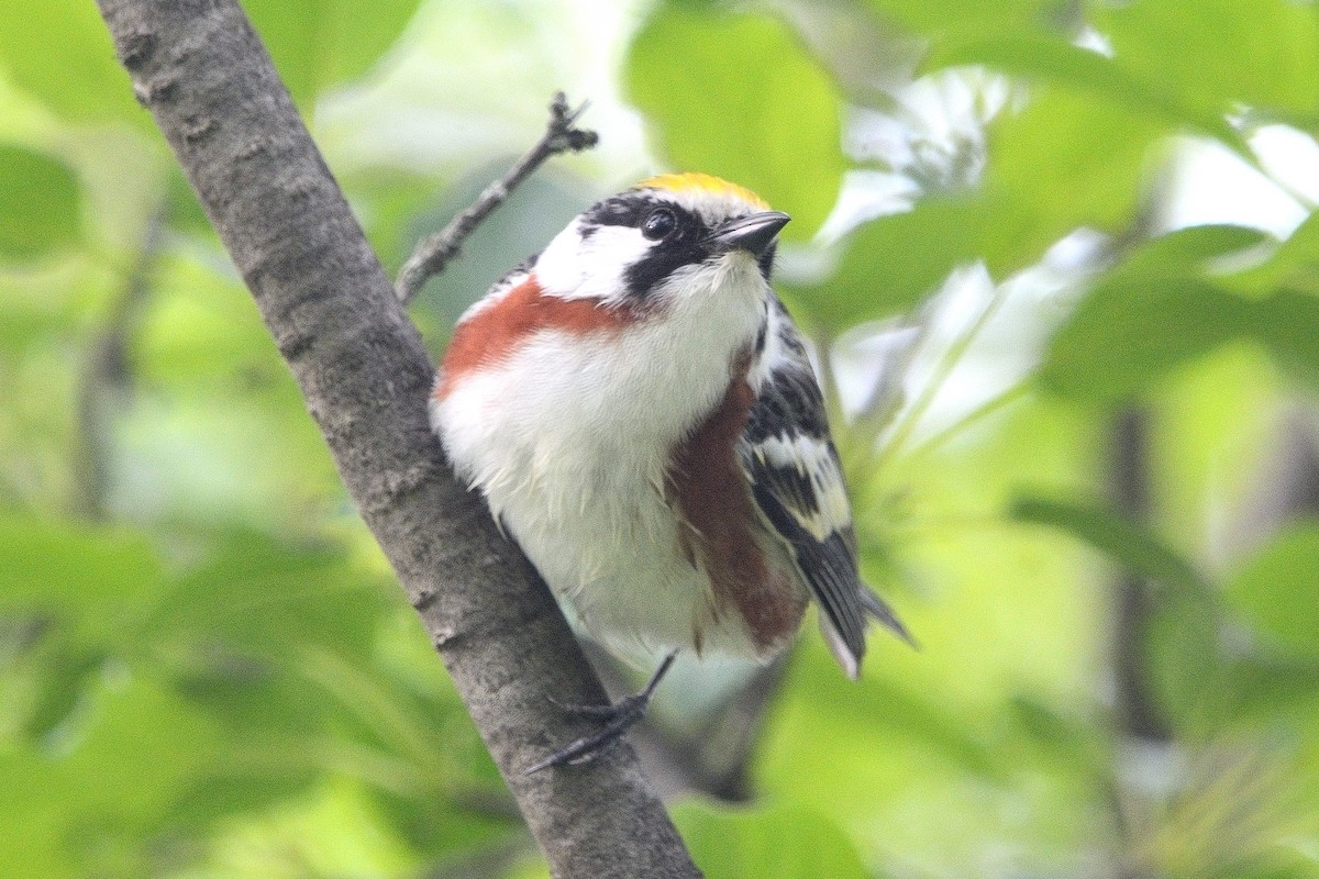 Chestnut-sided Warbler - ML619793296