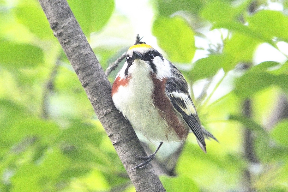 Chestnut-sided Warbler - ML619793299