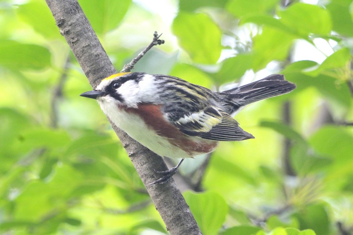 Chestnut-sided Warbler - ML619793300