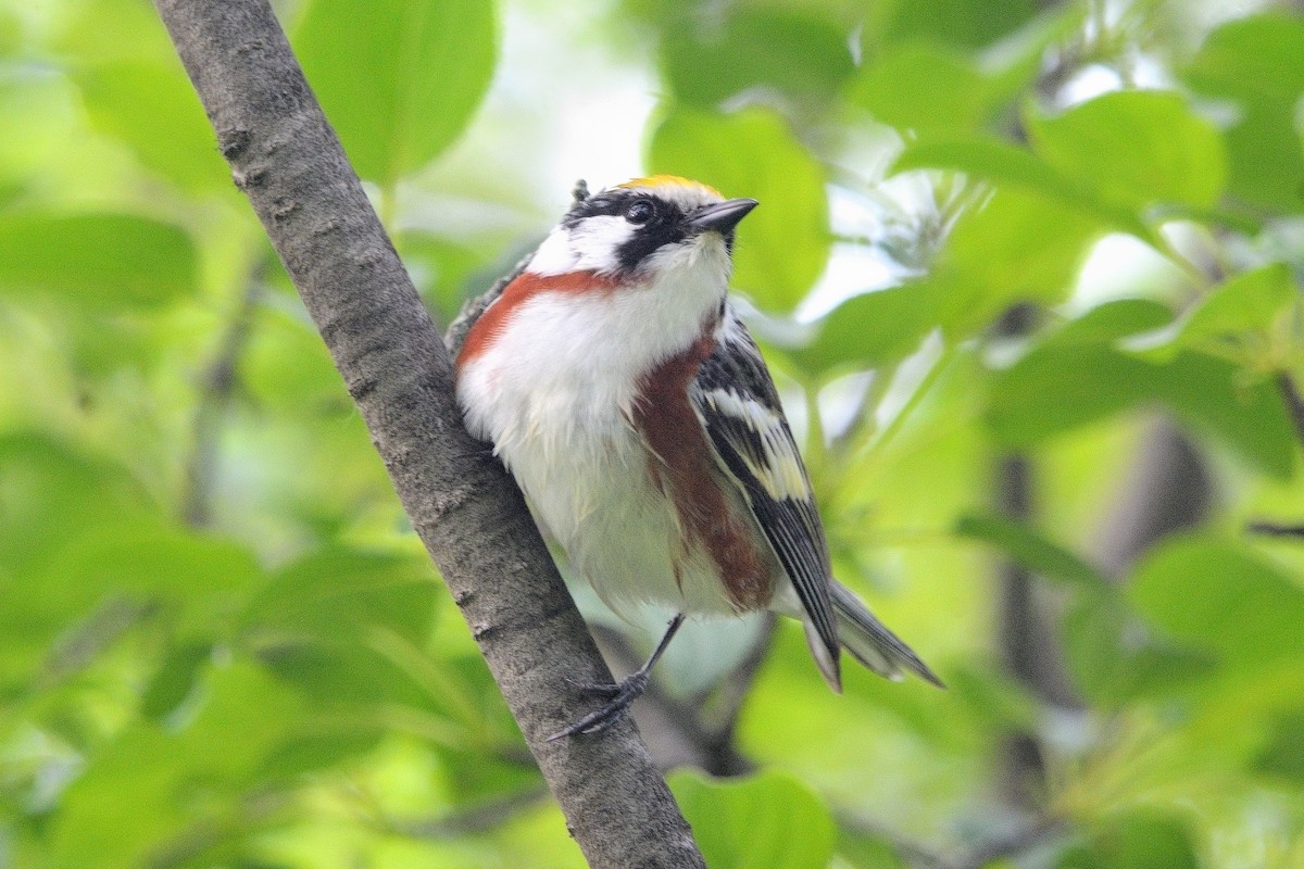 Chestnut-sided Warbler - ML619793301