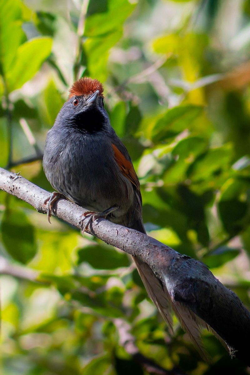 Spix's Spinetail - ML619793307