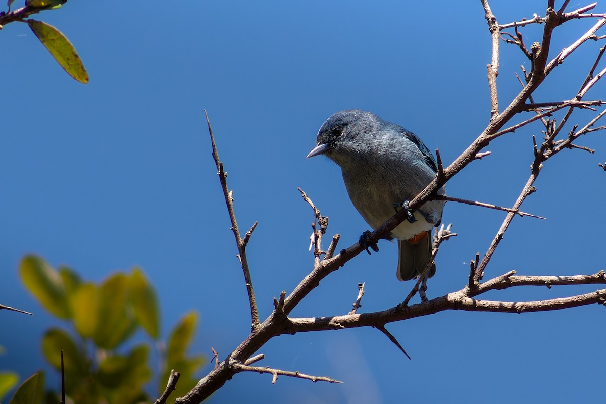 Chestnut-vented Conebill - ML619793355