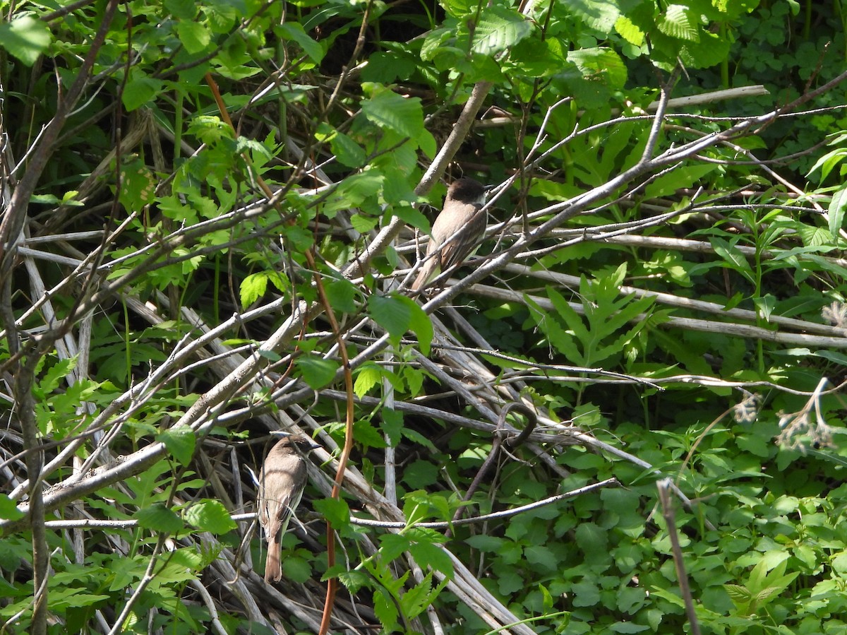 Eastern Phoebe - ML619793359