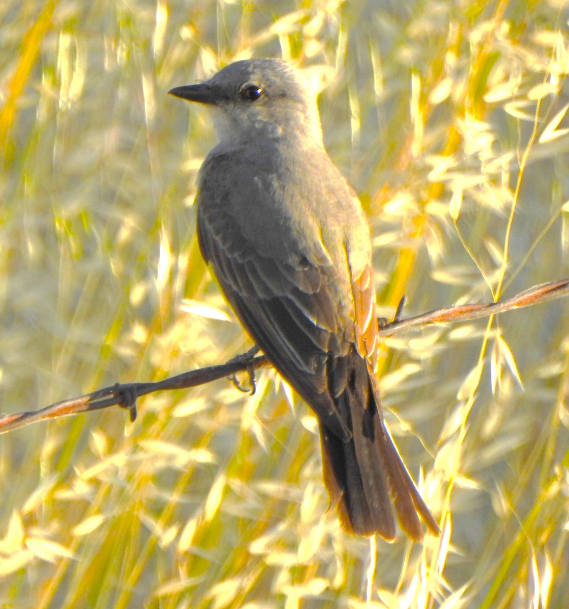 Western Kingbird - ML619793378