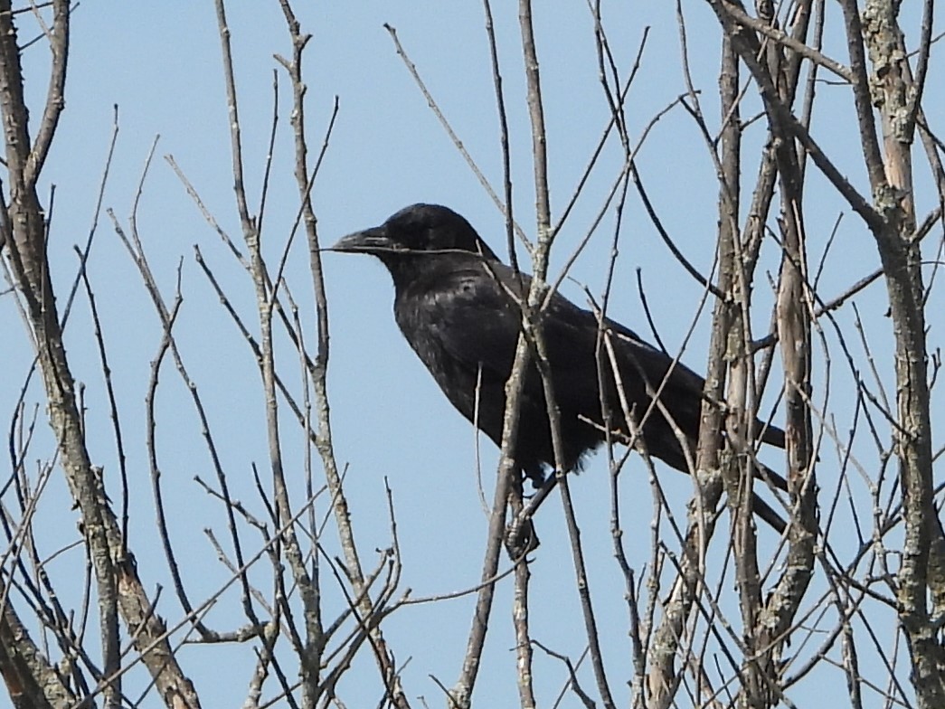 American Crow - ML619793396