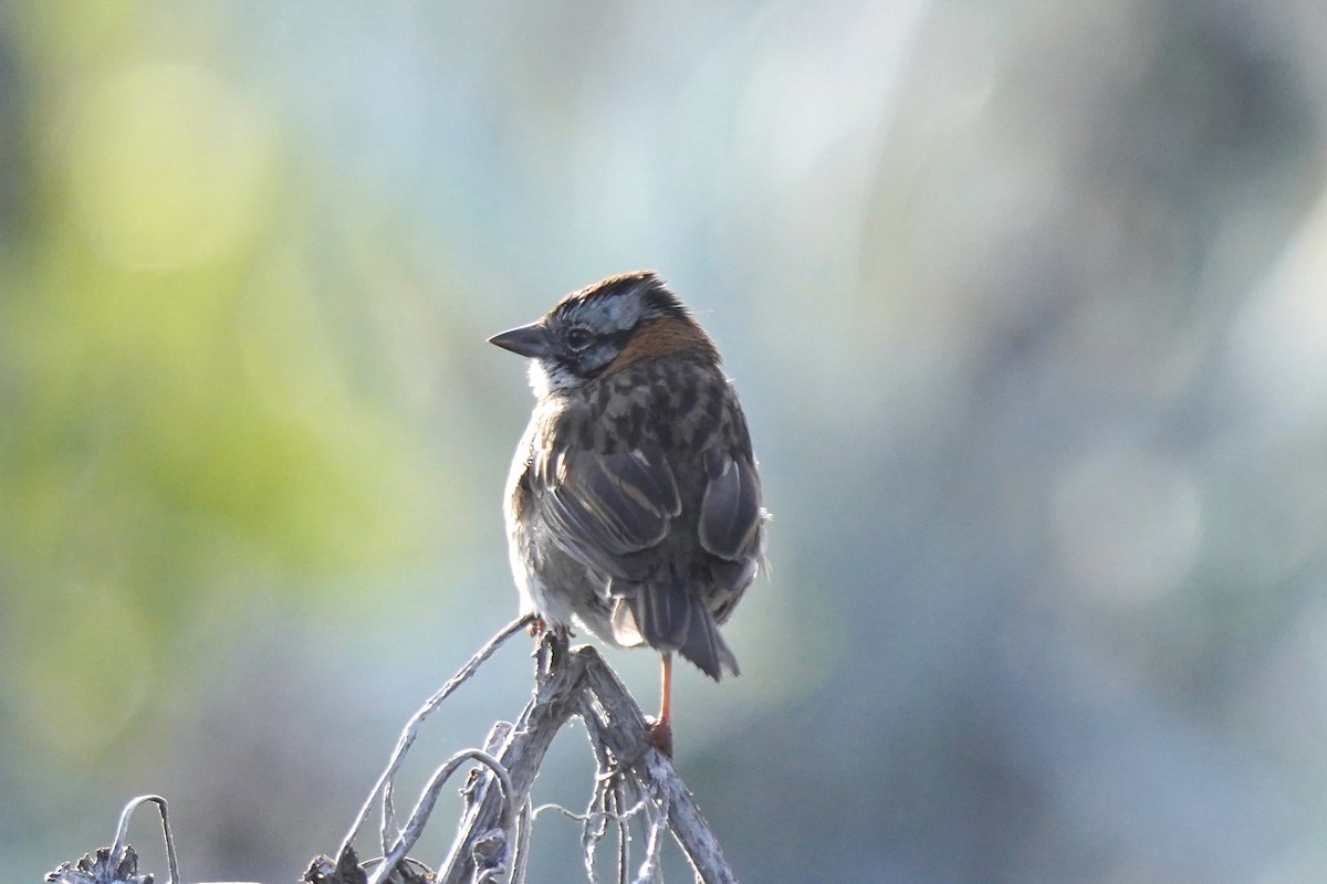 Rufous-collared Sparrow - ML619793416