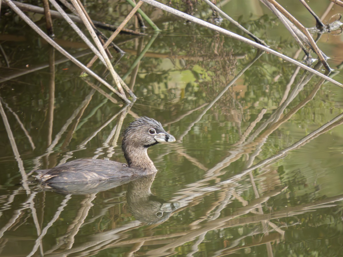 Pied-billed Grebe - ML619793432