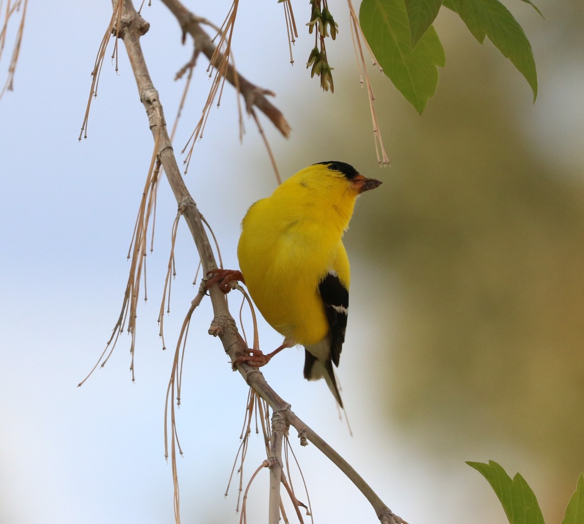 American Goldfinch - ML619793437