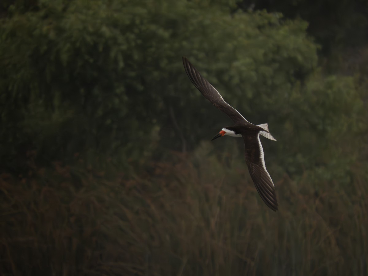 Black Skimmer (niger) - ML619793454