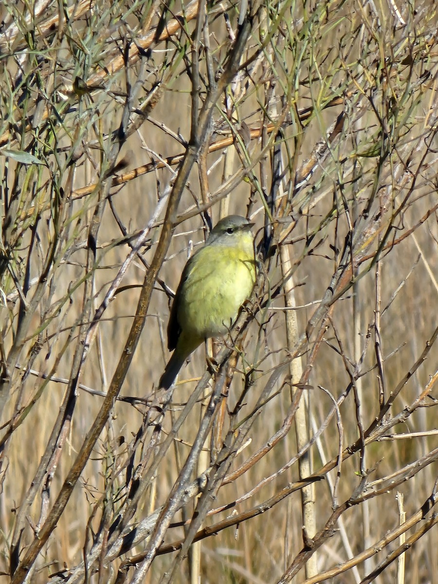 Orange-crowned Warbler - ML619793460