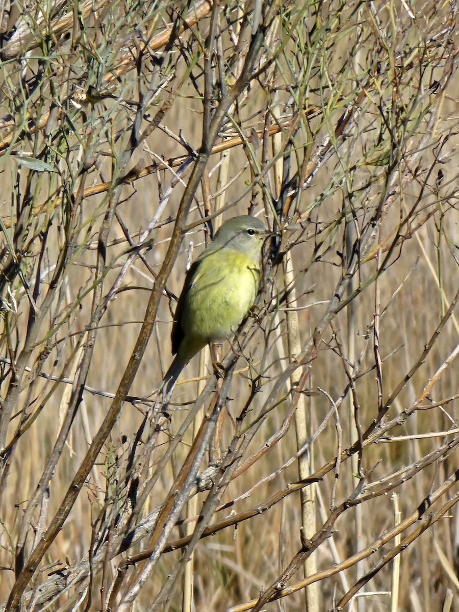 Orange-crowned Warbler - ML619793461