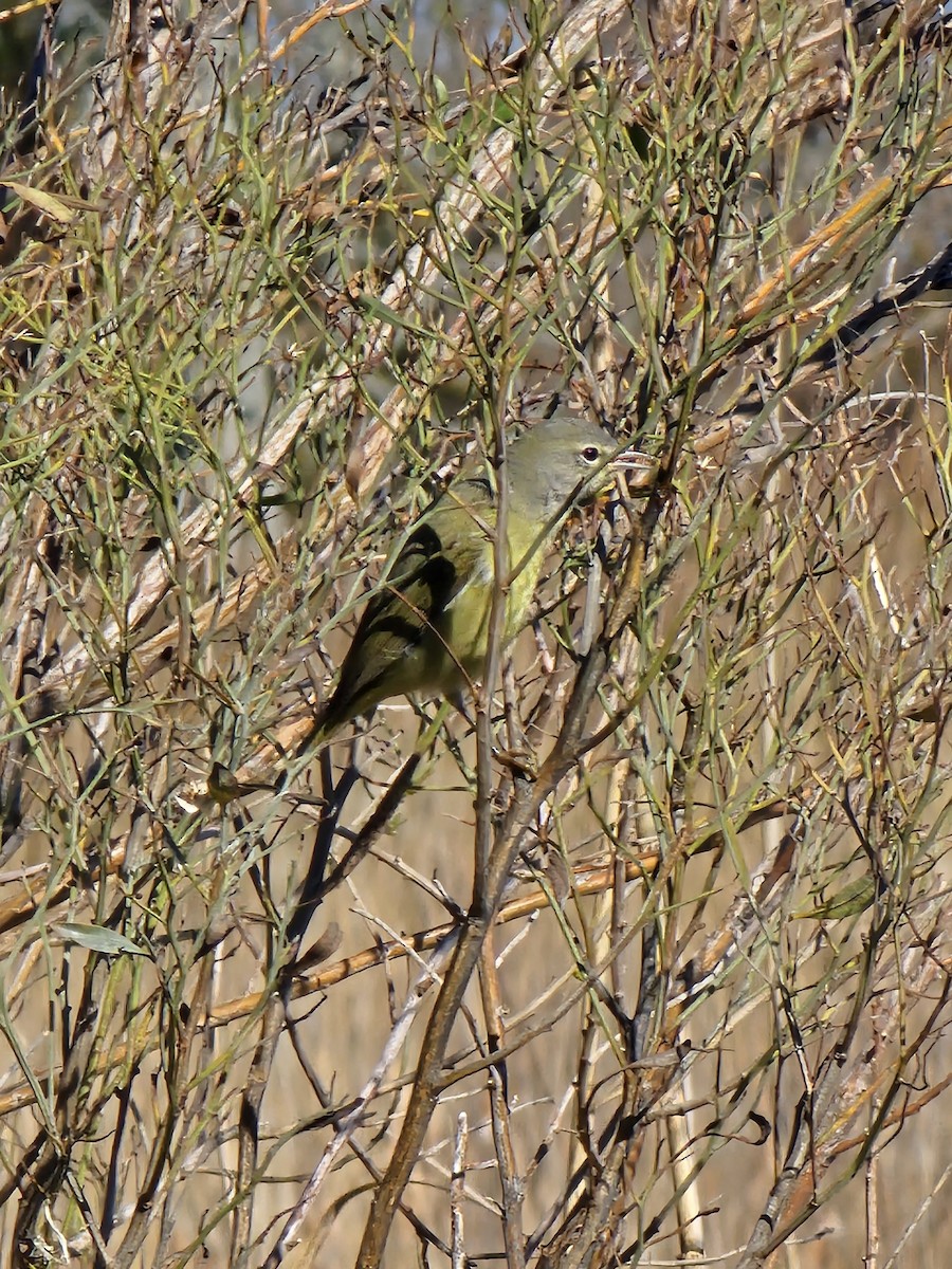 Orange-crowned Warbler - ML619793463