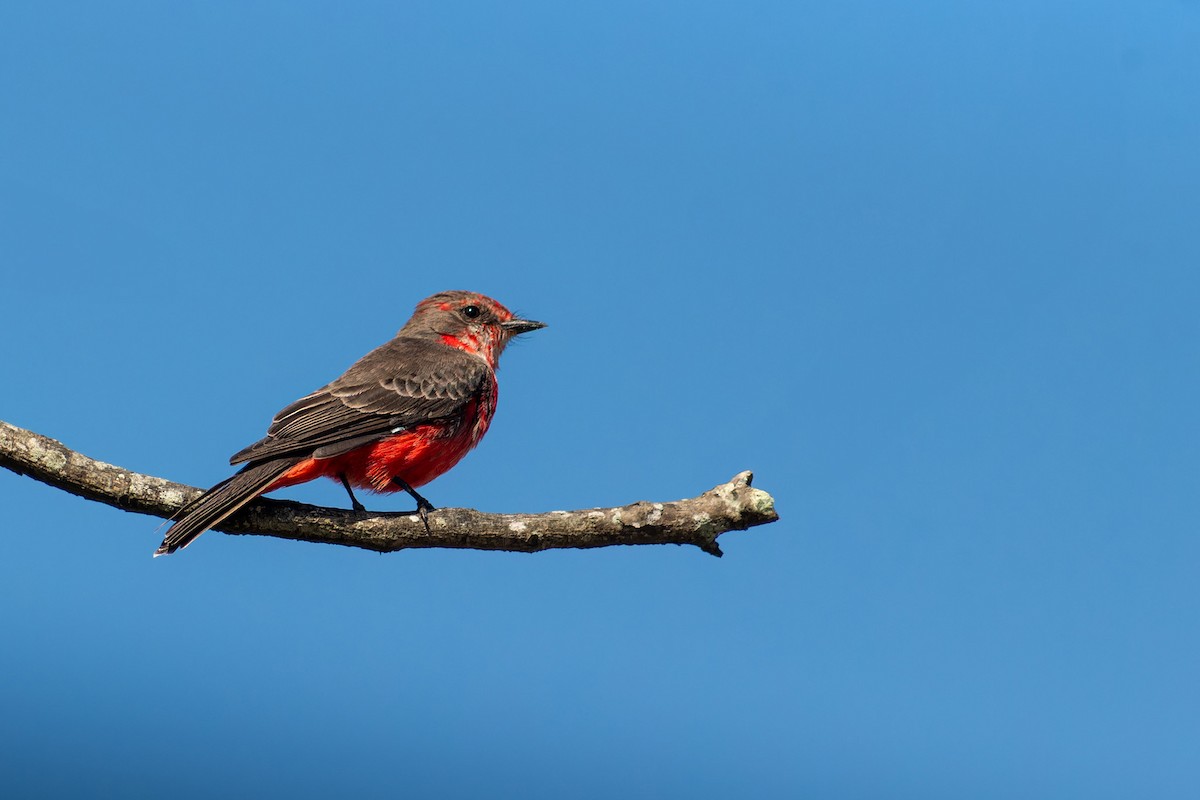 Vermilion Flycatcher - ML619793467