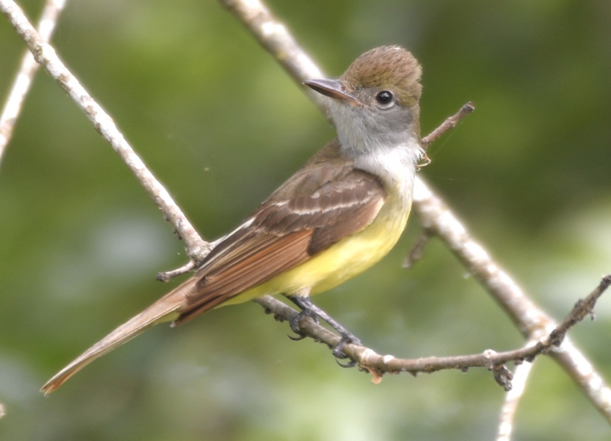 Great Crested Flycatcher - ML619793474