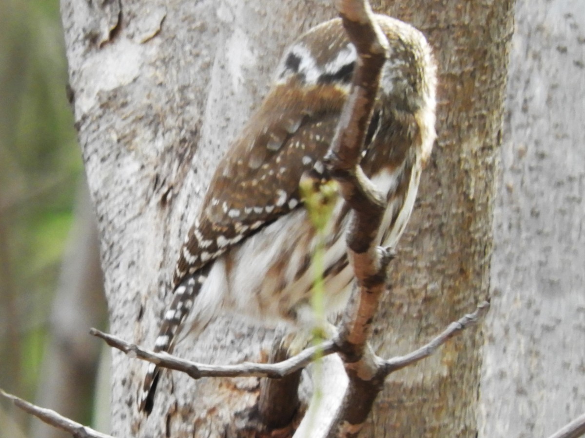 Ferruginous Pygmy-Owl - ML619793486