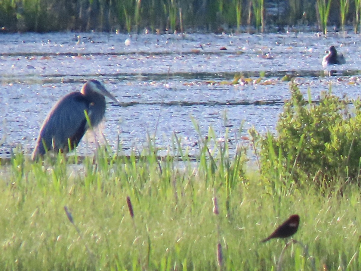 Garza Azulada - ML619793494