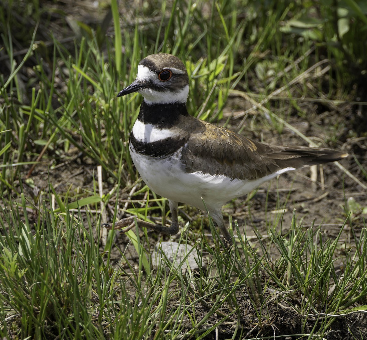 Killdeer - ML619793524