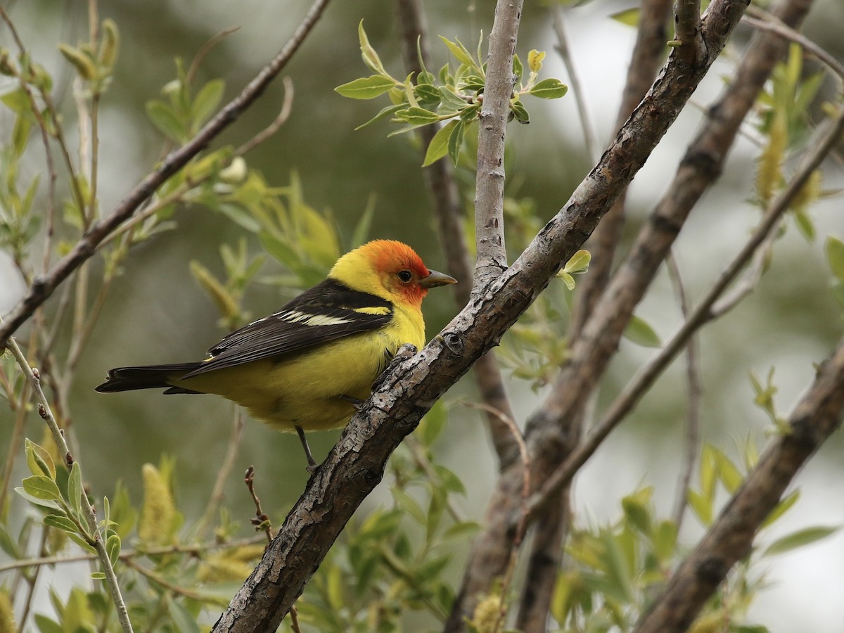 Western Tanager - ML619793527